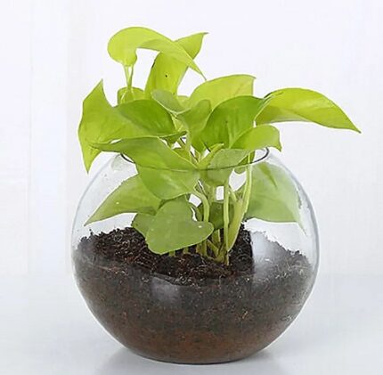 Money Plants With Vase